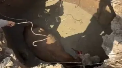 Çukura düşen ineğin imdadına Özel İdare ekipleri yetişti