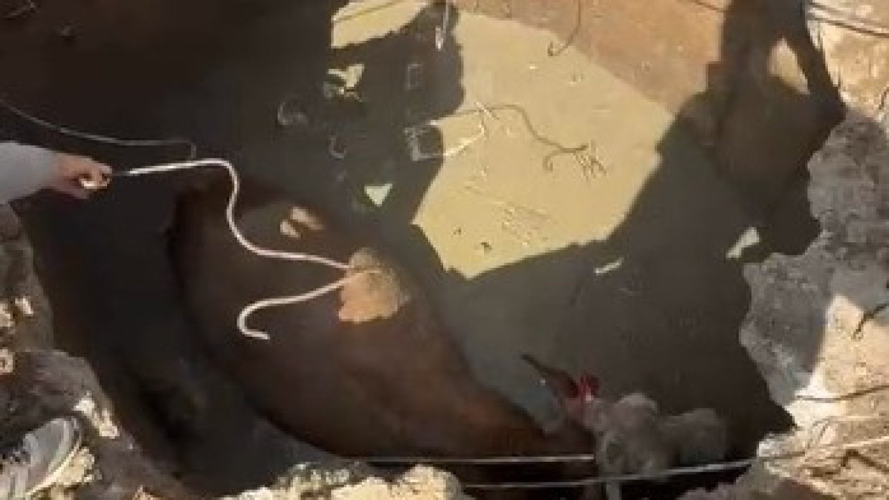 Çukura düşen ineğin imdadına Özel İdare ekipleri yetişti