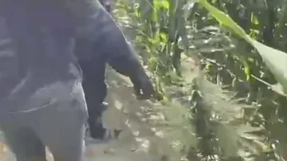 Mısır tarlasına ekilen uyuşturucuyu jandarma ele geçirdi: 1 tutuklama