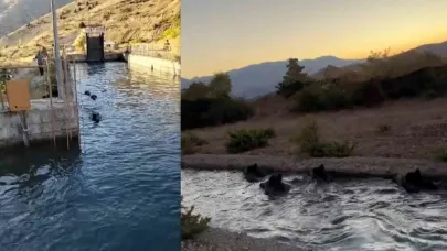 Sulama kanalında akıntıya kapılan domuz sürüsü ilginç görüntü oluşturdu