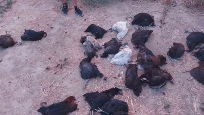 Sokak köpekleri 25 tavuğu telef etti