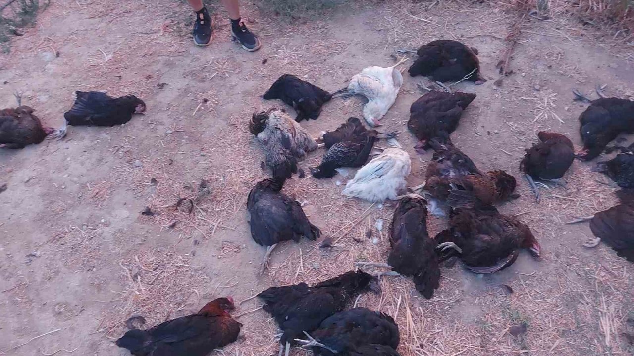 Sokak köpekleri 25 tavuğu telef etti