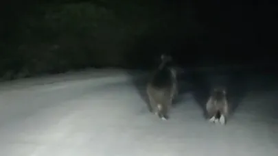 Seyir halindeki otomobilin önüne ayı çıktı