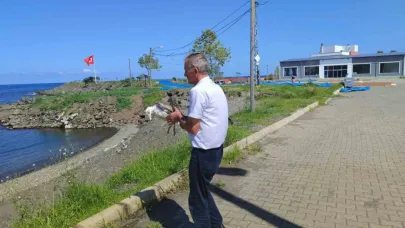 Duyarlı vatandaş martının hayatını kurtardı