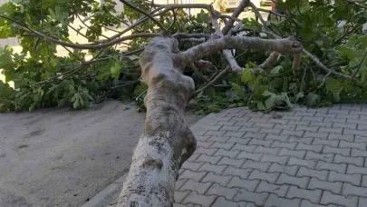 Rüzgara dayanamayan ağaç devrildi