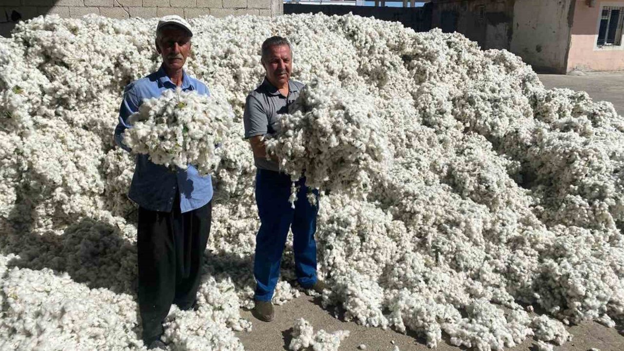 Gaziantep’in Araban ilçesinde pamuk hasadı başladı
