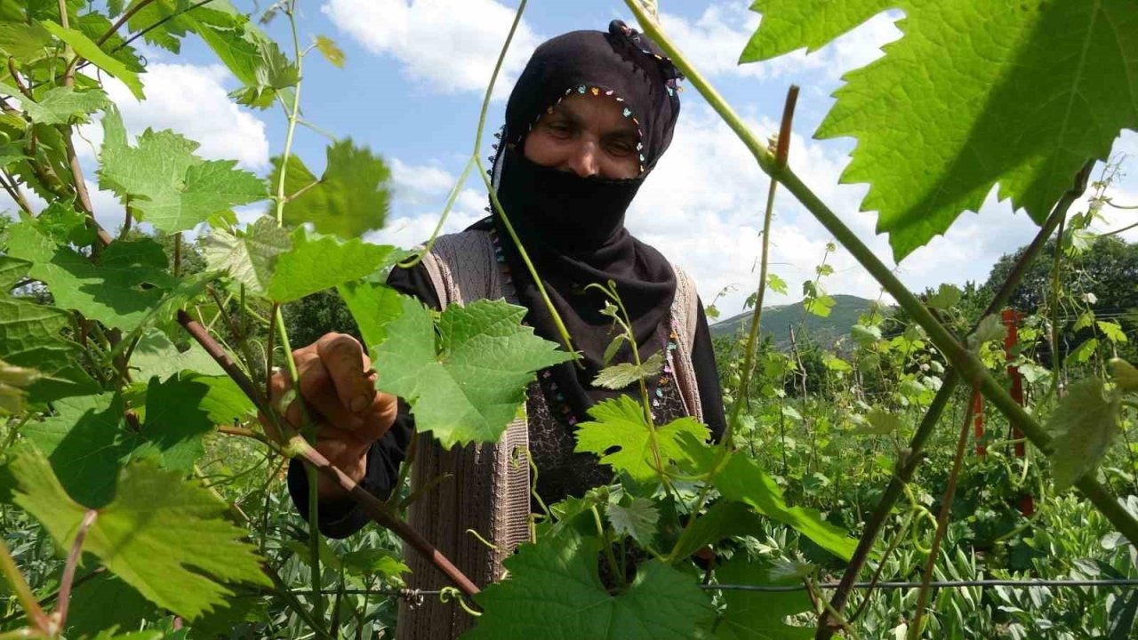 Salamura yaprak dondan etkilenmedi