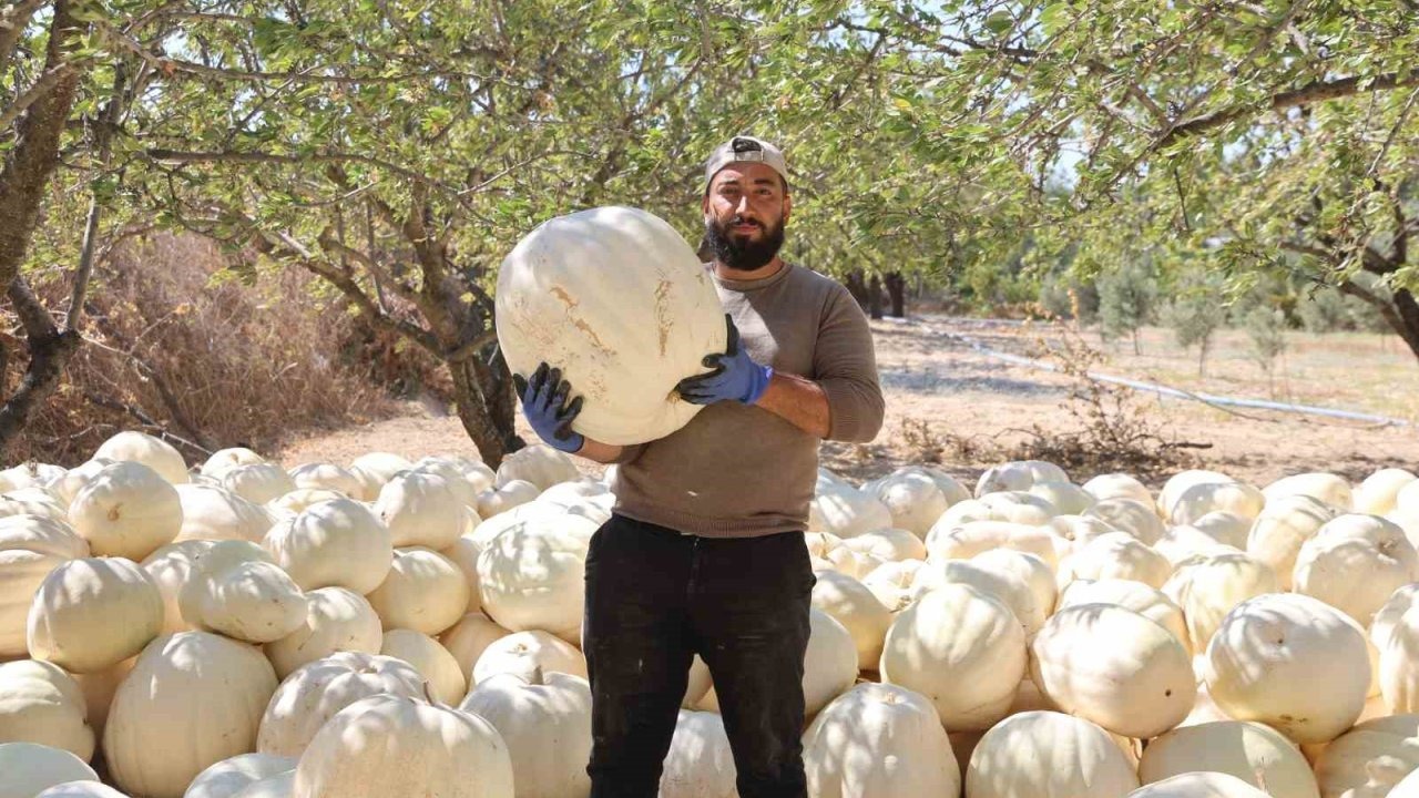 Kilolarca ağırlığa ulaşan tescilli beyaz kabakta hasat başladı