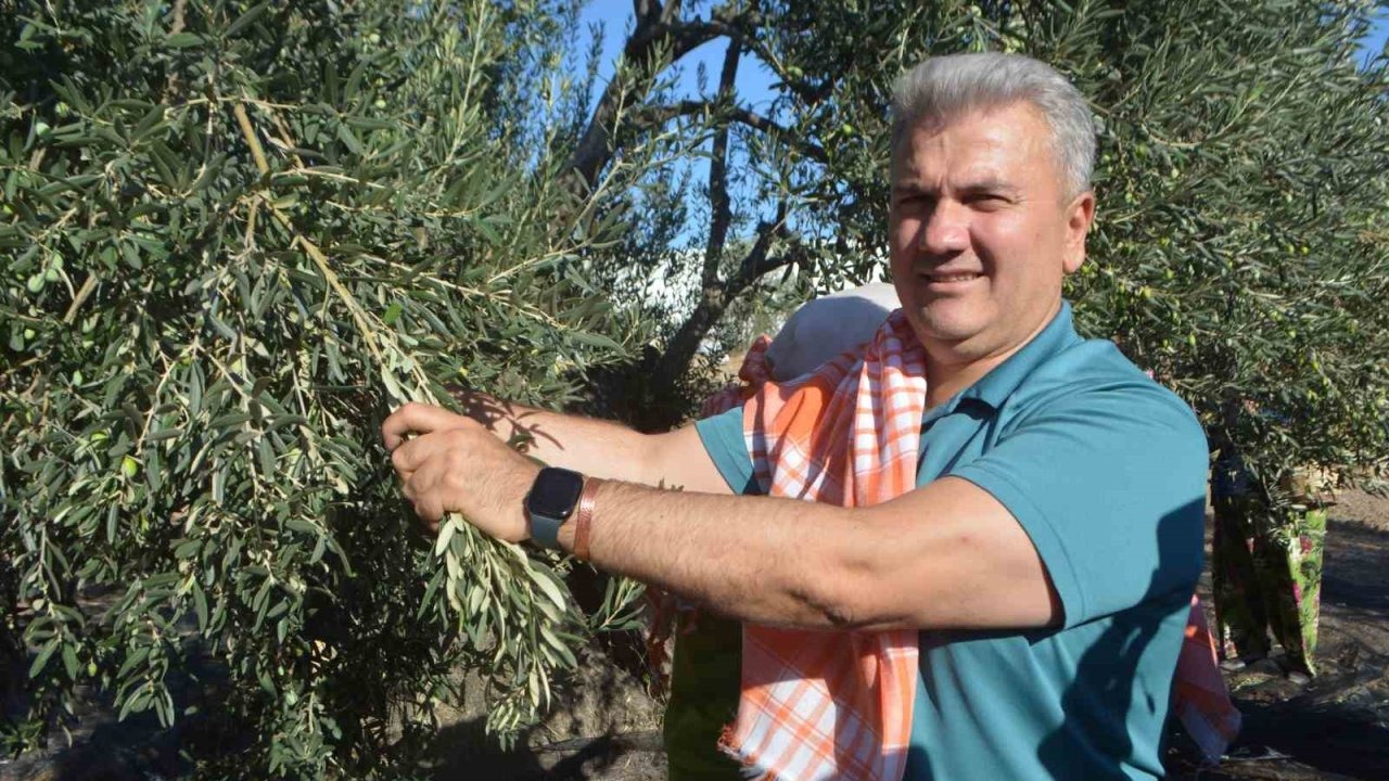 Zeytinyağında AB tescili için çabalar sürüyor