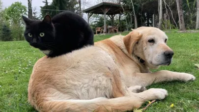 Düzce’den 800 tona yakın kedi köpek maması ihraç edildi
