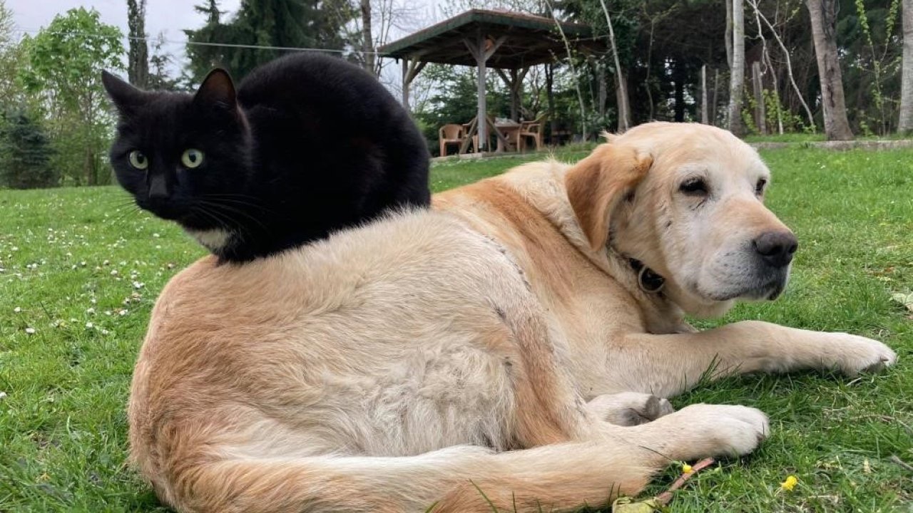 Düzce’den 800 tona yakın kedi köpek maması ihraç edildi