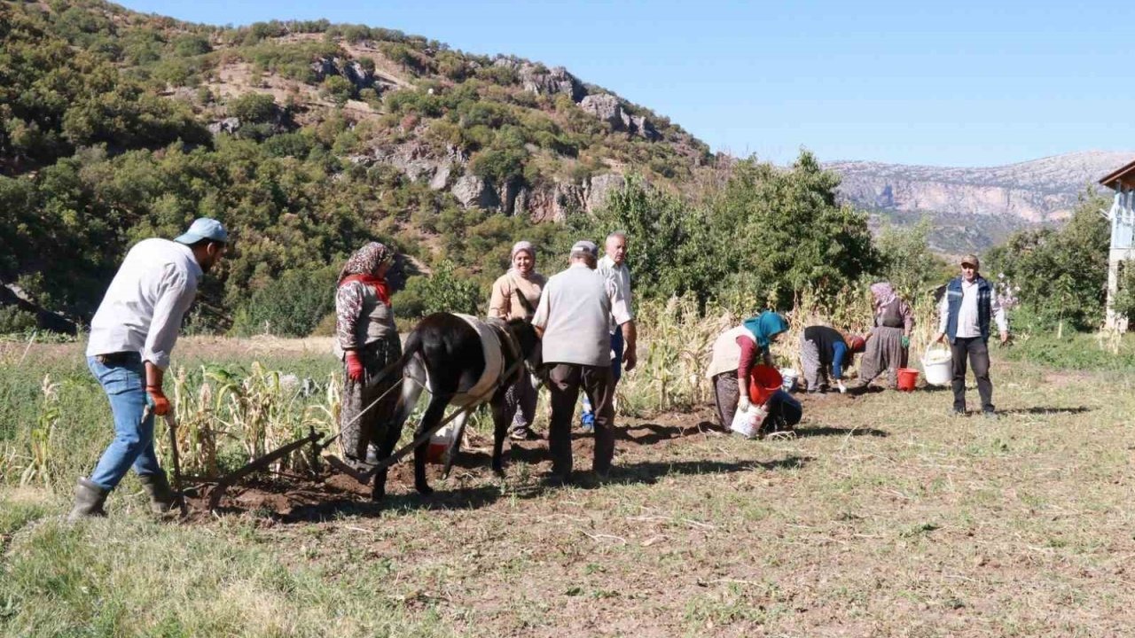 Hadim’de at ve eşekle patates hasadı: Atalardan kalan kara sabanla yapılıyor
