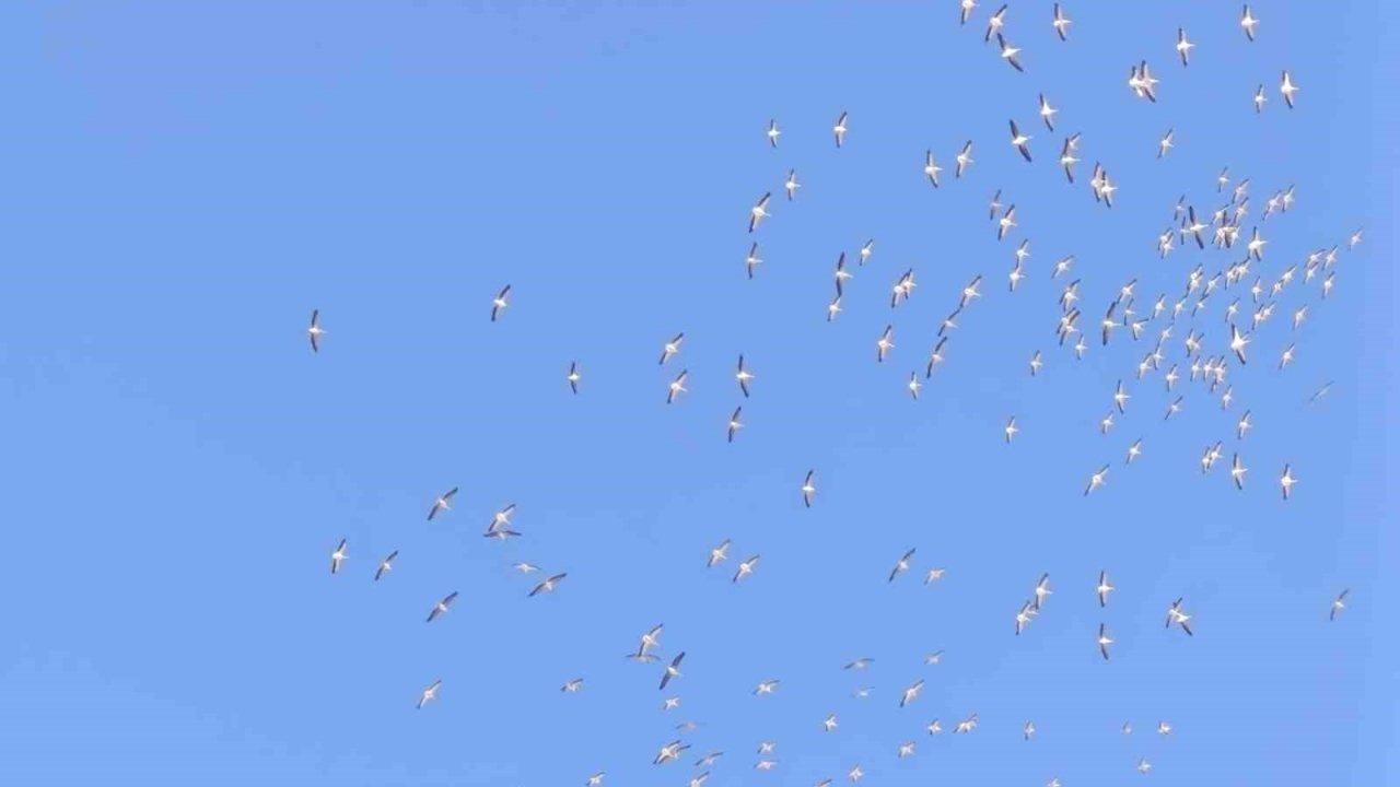 Kuşların dans şeklindeki gösterisi görenleri mest etti