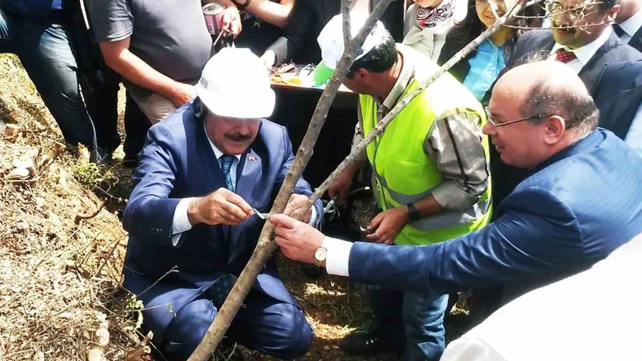 Eski Bakan Eroğlu’nun aşıladığı zeytin meyve vermeye başladı