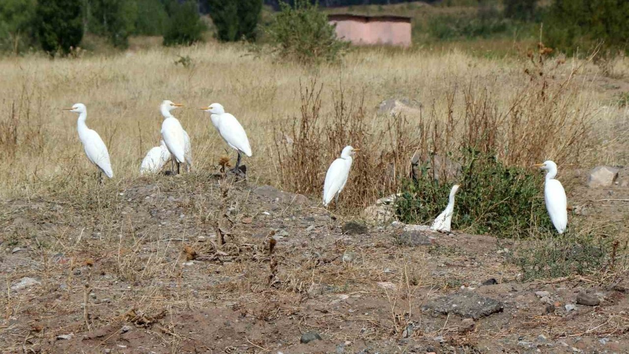 Erzincan’da süzülen kuşların göç hareketleri izleniyor