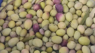 Salihli’de üreticiler zeytin sineğine karşı son kez uyarıldı