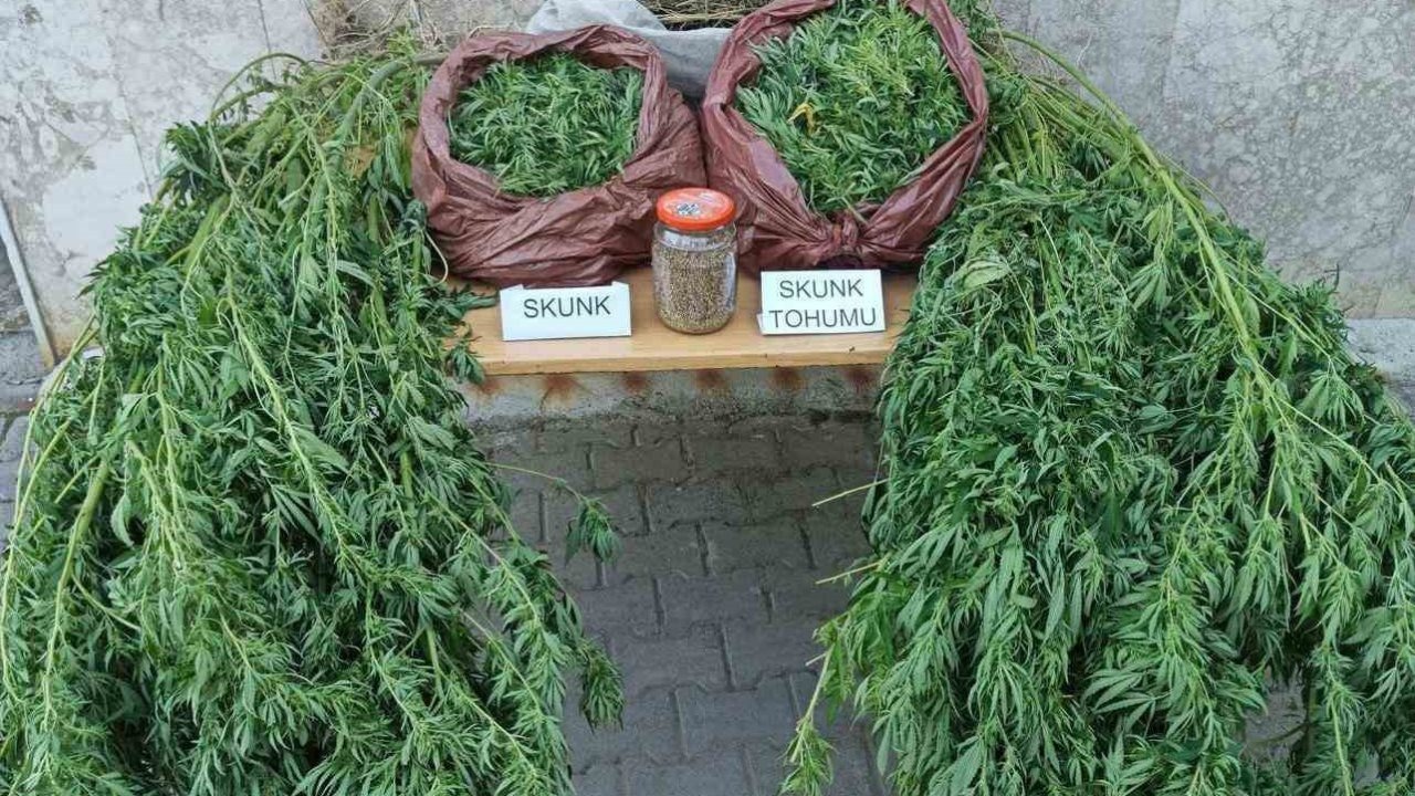 Korkuteli’nde 11,5 kilo skunk ele geçirildi