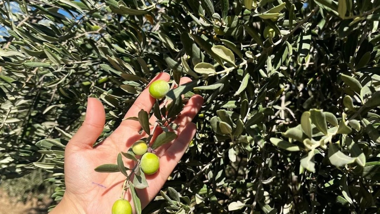 Şırnak’ta zeytin rekoltesi için ilk veriler toplandı