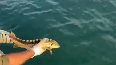 Balıkçılar ağlarına takılan nesli tehlike altındaki Mersin balığını geri denize bıraktı