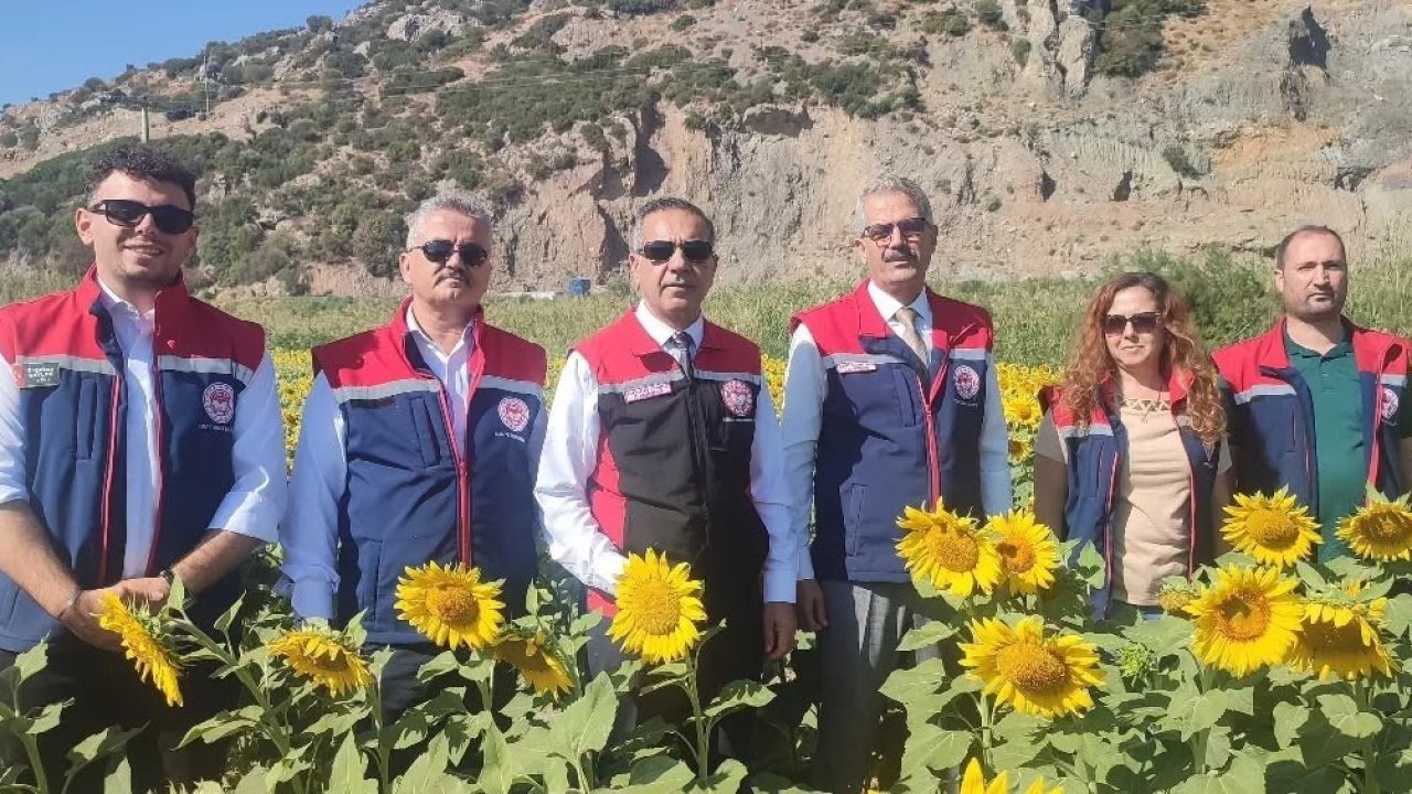 Aydın’da 95 bin dekar alanda ayçiçeği ekiliyor