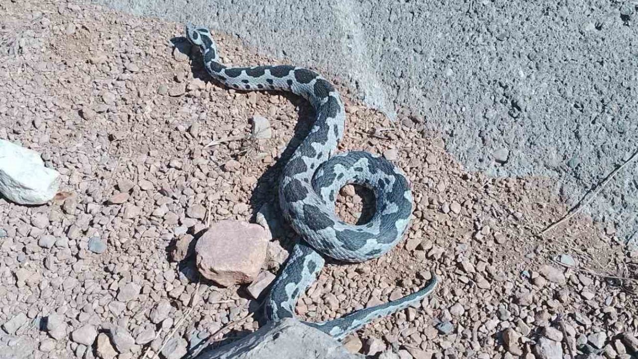 Engerek yılanı görüntüsüyle ürküttü