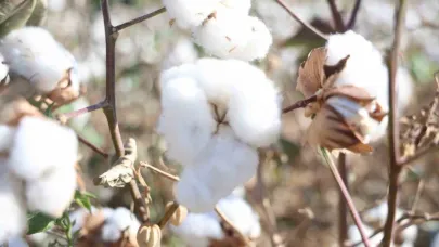 Amik Ovası’nda beyaz altın pamukta 140 bin ton rekolte bekleniyor