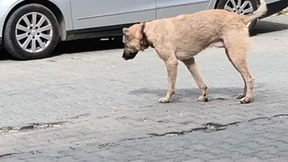Iğdır’da Sokak köpeğinin boynunda derin yara vatandaşları üzdü