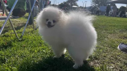 Irk Standartları ve Güzelliği Yarışması’na katılan 53 farklı ırk ile 150 köpek yarıştı