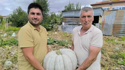 Hasadı başlayan balkabağı fiyatıyla yüzleri güldürdü