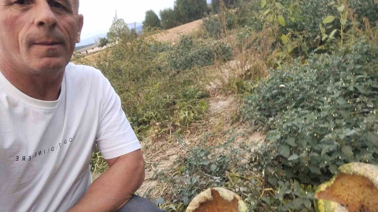 Mudurnu’da kargalar 80 karpuzu delik deşik etti