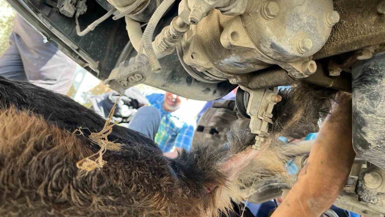 Minibüsün altında sıkışıp mahsur kalan köpeği itfaiye kurtardı