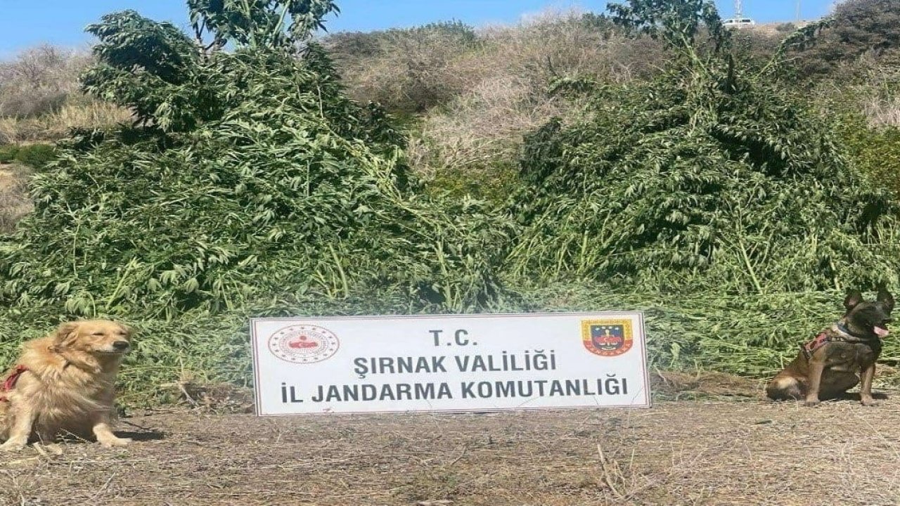 Şırnak’ta 11 milyon liralık kaçakçılık olayı önlendi