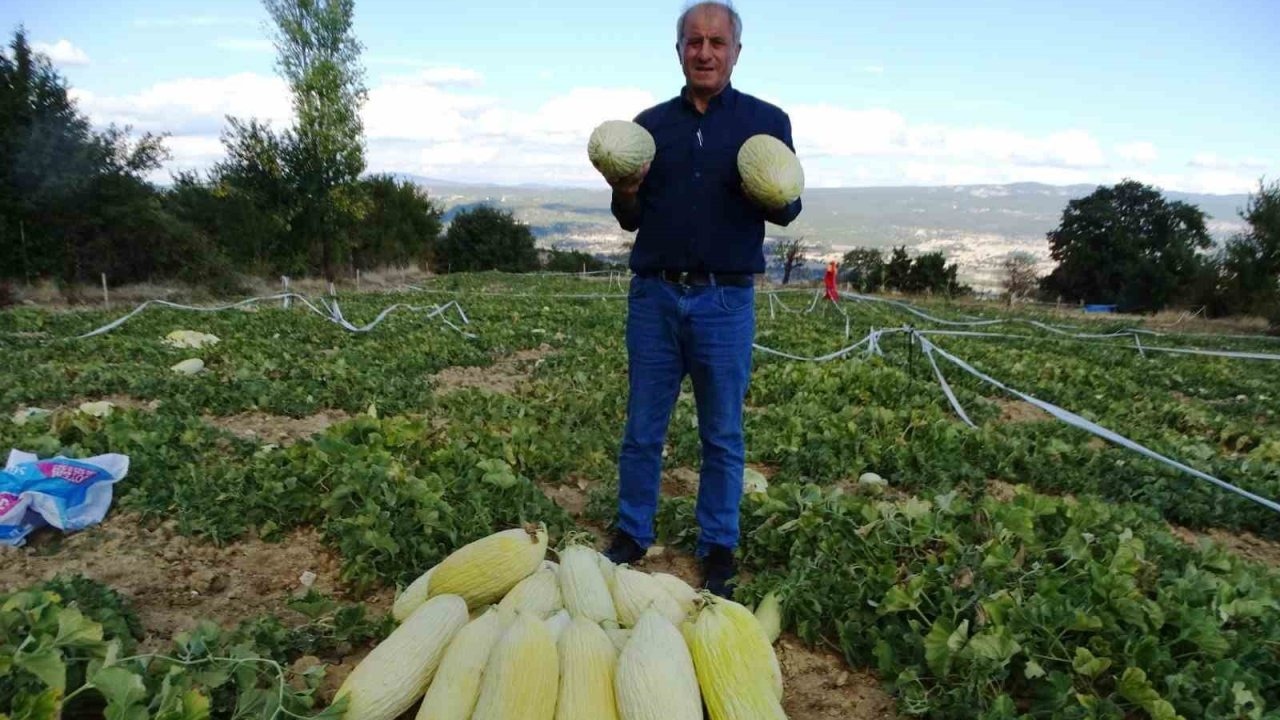 Kütahya’da ’Göncek Kavunu’nun hasadı başladı