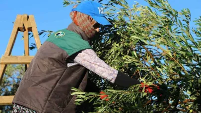 Zeytin hasadı dua ve hayır yemekleriyle başladı