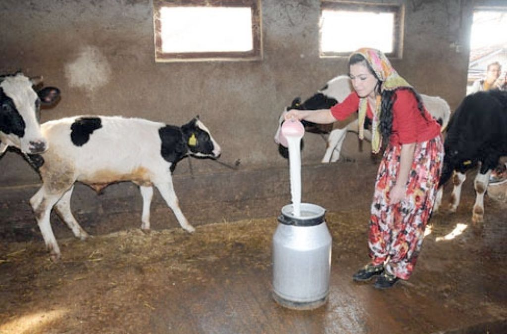 Iğdır'da Süt Üreticileri Düşük Fiyattan Rahatsız