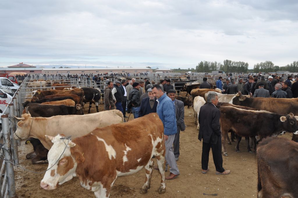 Kurbanlıklar Piyasada fiyatlar düşük