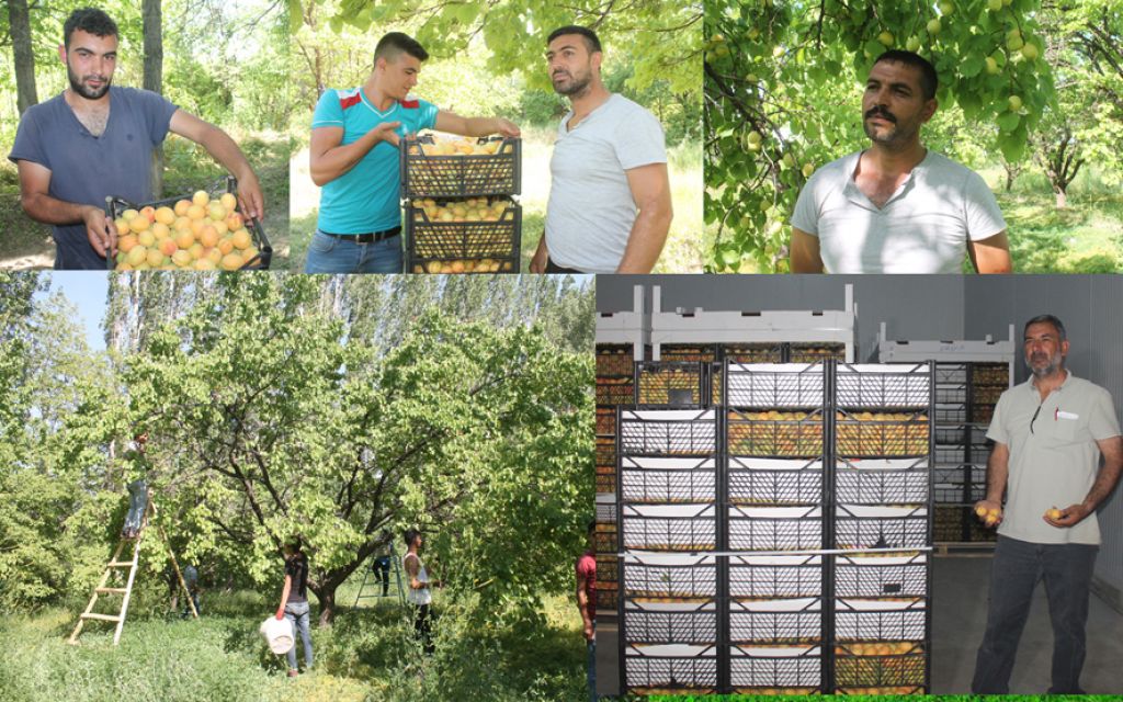 Her Derde Deva Kaysı Hasadı Başladı