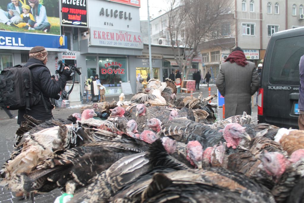 Yılbaşı Hindileri Pazarda Görücüye Çıktı