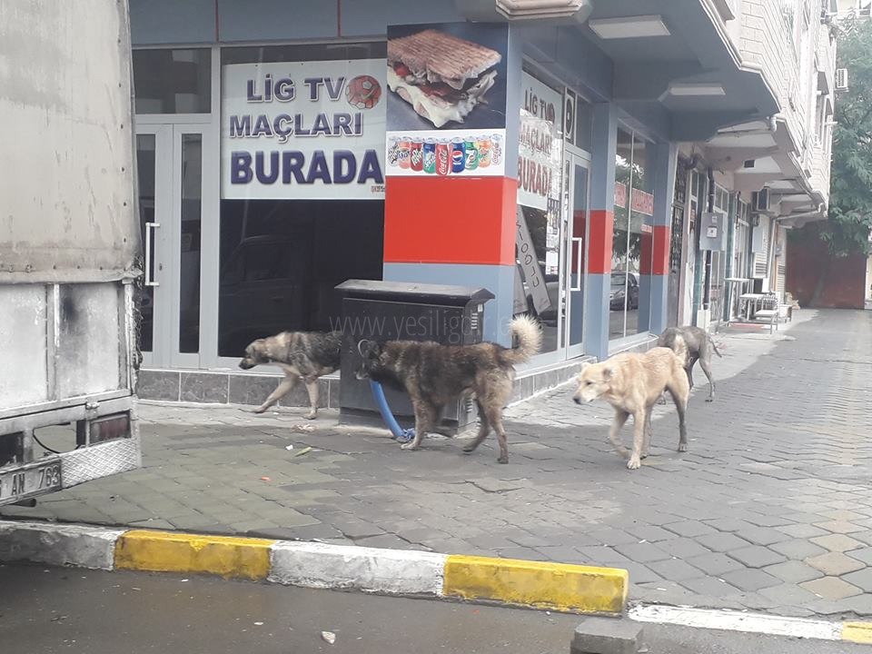 Başı Boş Köpekler Sokaklarda
