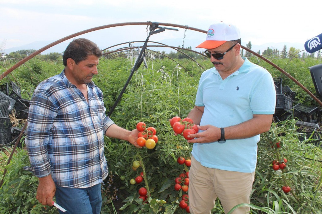 Iğdır Ovasında karpuz ve domates hasadı devam ediyor