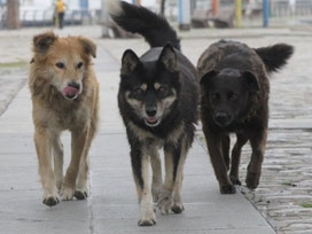 Karakoyunlu İlçesinde Köpeklere Kuduz Aşısı
