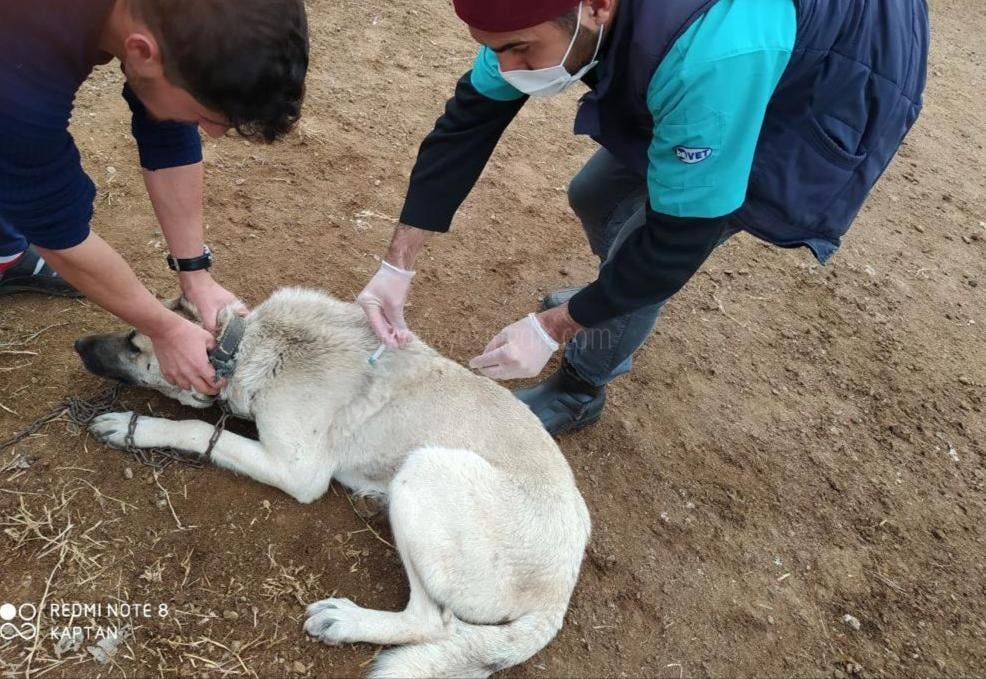 KUDUZ AŞISI OLAN KEDİ- KÖPEK KİMLİKLENDİRİLİYOR