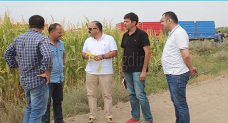 SİLAJLIK MISIR HASADI DEVAM EDİYOR