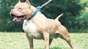 Sahipsiz 9 Adet Pitbull cinsi köpek ele geçirildi