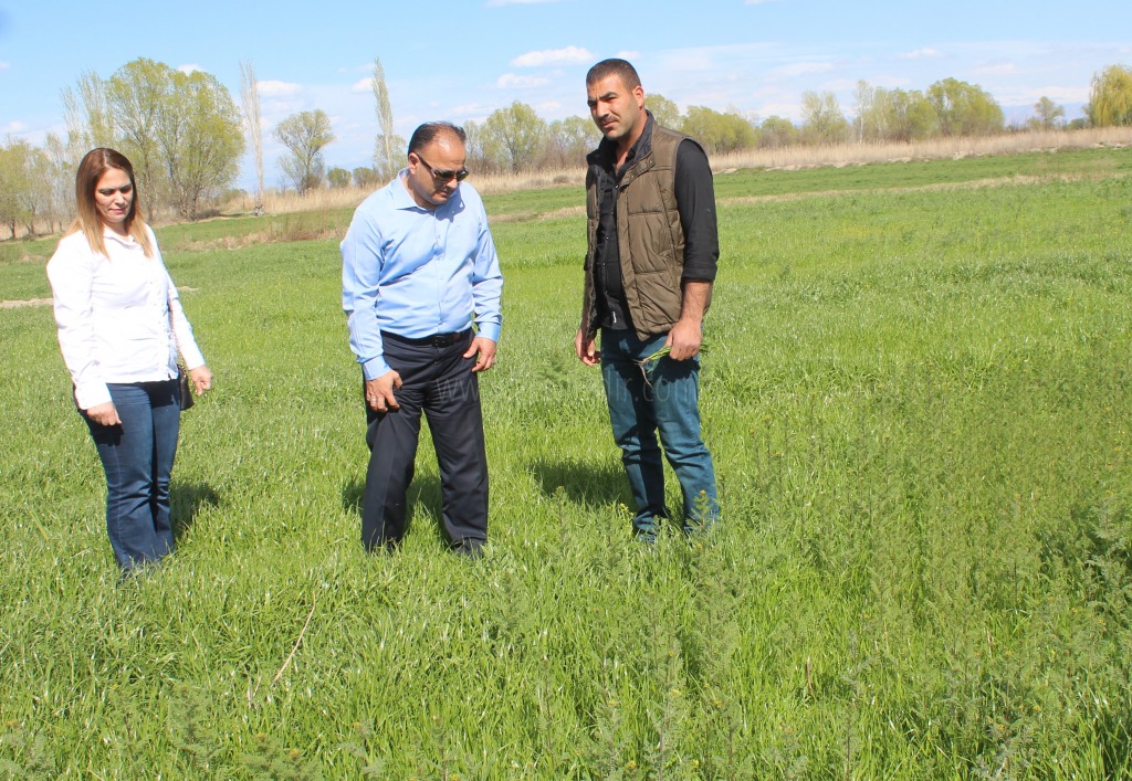 İTALYAN ÇİMİ RYEGRASS YEM BİTKİSİ YETİŞTİRİCİLİĞİ