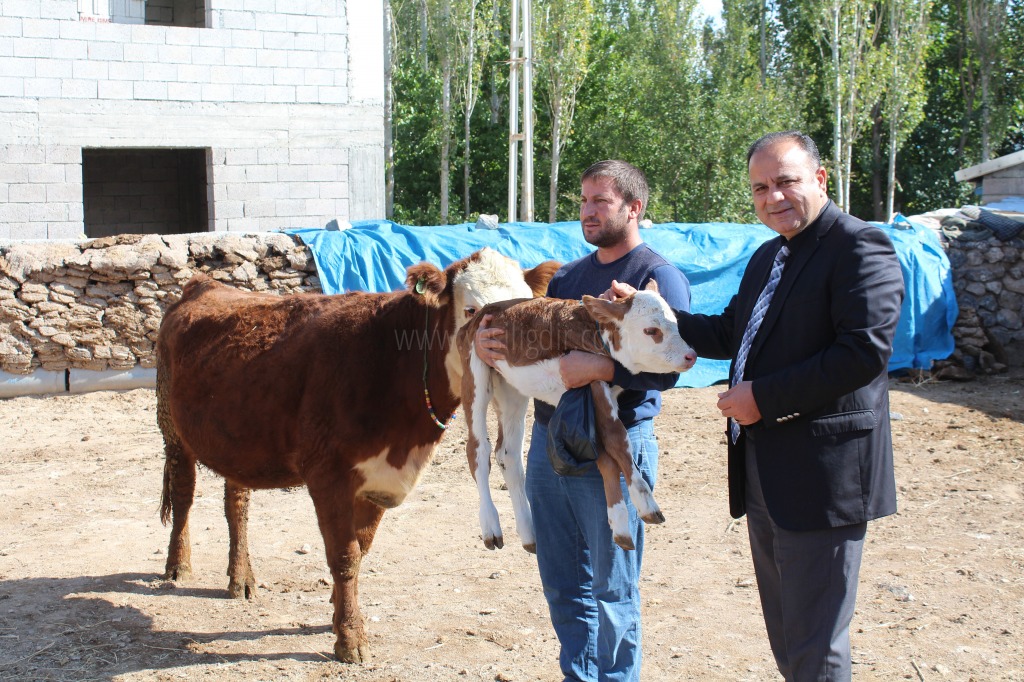 GENÇ ÇİFTÇİ PROJESİ KAPSAMINDA İLK BUZAĞ