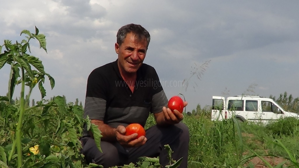 SÜPER DOMATES HASADI DEVAM EDİYOR
