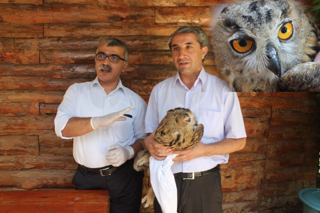 Yaralı Puhu Kuşu Tedavi Altına Alındı