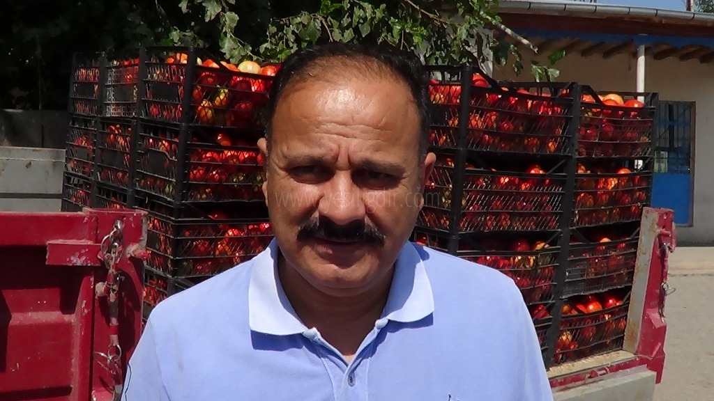 DOĞU BÖLGESİNİN DOMATESİ IĞDIR'DAN