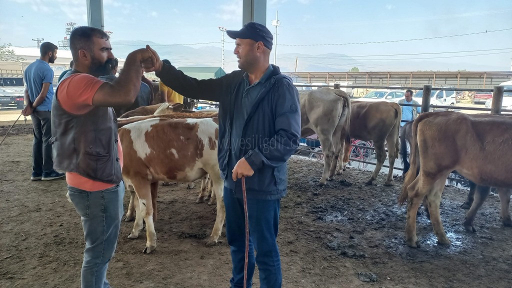 Kurbanlıklar Görücüye Çıktılar